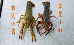 買回來活的小龍蝦怎么養(yǎng)，家養(yǎng)小龍蝦能活多久