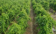 山藥的需肥特點(diǎn)，山藥如何施基肥、怎樣追肥