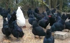 光照對(duì)烏雞的意義 烏雞對(duì)光照時(shí)間、強(qiáng)度的要求