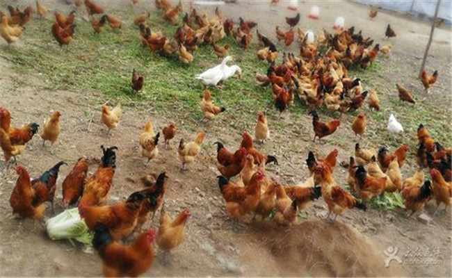 雞滴蟲病的傳播途徑是什么，如何預(yù)防雞滴蟲病