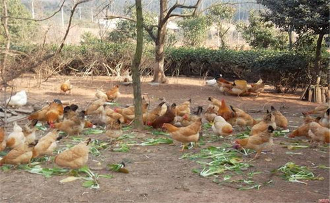 初冬把握六點(diǎn)，才能確保初產(chǎn)蛋雞高產(chǎn)、穩(wěn)產(chǎn)