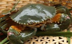 買來的青蟹如何保存，青蟹死了還能吃嗎？