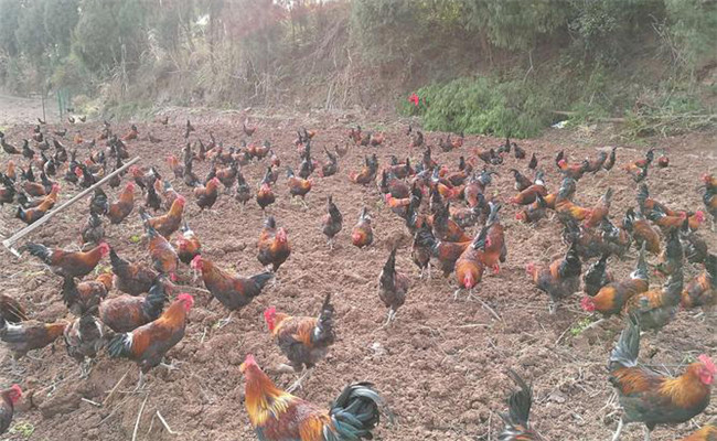 放養(yǎng)肉雞常見(jiàn)的寄生蟲病及其防治