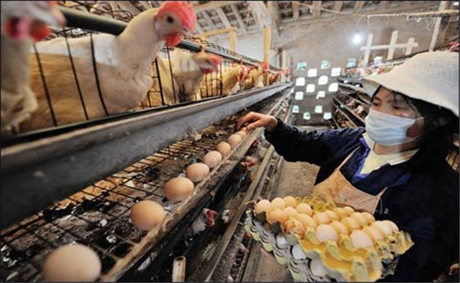 蛋雞如何減少雞蛋破損率、提高蛋殼質(zhì)量