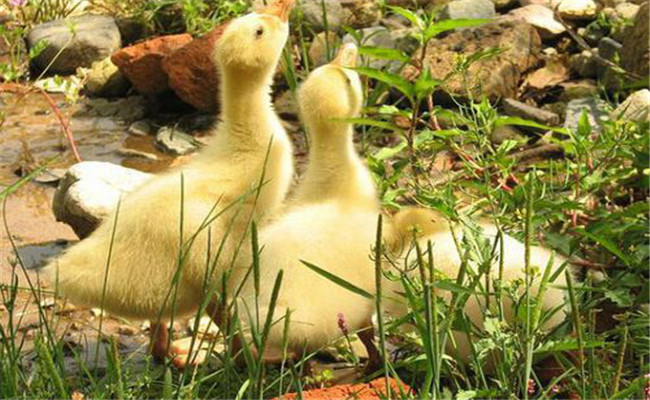 鴨曲霉菌病的癥狀