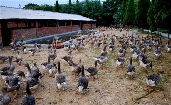 本地草鴨、淡水珍珠立體循環(huán)養(yǎng)殖模式