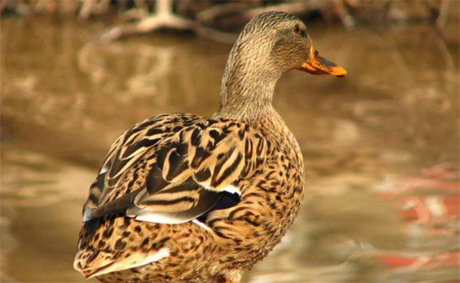 鴨中暑的臨床癥狀