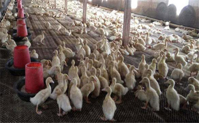 調(diào)整肉鴨飼料的營養(yǎng)結(jié)構(gòu)，提高飼料利用率