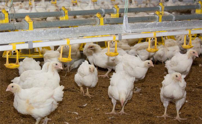 采用光照控制技術，促使肉雞快速生長的奧秘