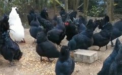 烏骨雞的分段飼養(yǎng)、放牧飼養(yǎng)與補喂砂礫方法