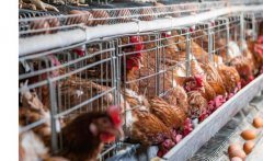 養(yǎng)雞怎樣強(qiáng)制換羽，雞強(qiáng)制換羽前應(yīng)做哪些準(zhǔn)備