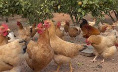 果園養(yǎng)雞有哪些講究，需要注意什么？