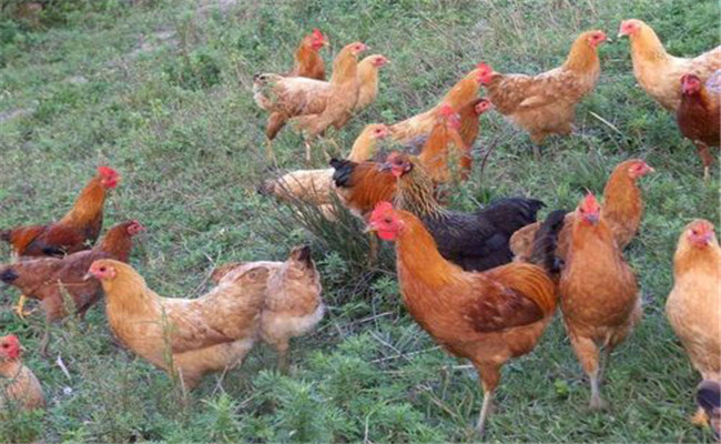 怎樣雞糞的形態(tài)、顏色診斷雞病