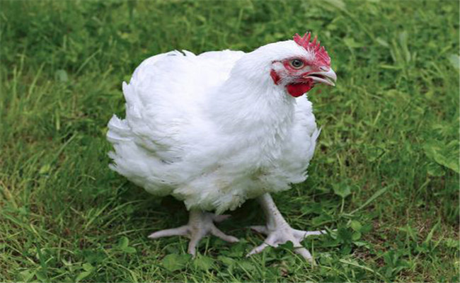 雞打呼嚕、咳血是什么病，如何治療