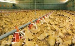 養(yǎng)鴨場(chǎng)雛鴨育雛方式有哪幾種，如何選擇？