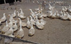 鴨養(yǎng)殖場如何加強科學(xué)飼養(yǎng)管理，提高經(jīng)濟效益