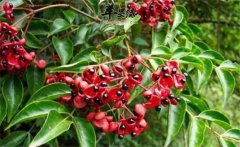 野鴉椿如何種植?野鴉椿的生態(tài)習性簡介