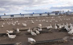 建設(shè)養(yǎng)鵝場地的基本條件，養(yǎng)鵝場主要建設(shè)指標