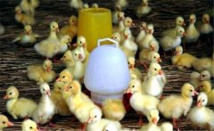 春季如何繁育雛鵝？雛鵝的飼養(yǎng)管理技術(shù)