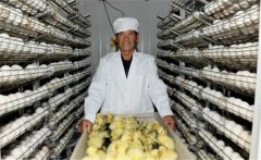 鵝孵化的過程中會出現(xiàn)哪些問題，如何解決？