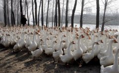 冬天養(yǎng)鵝怎樣過冬，冬季養(yǎng)鵝需要注意什么？