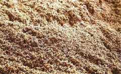 酒糟喂鵝有什么好處？酒糟喂鵝注意事項有哪些