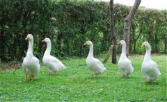養(yǎng)鵝需要一定的環(huán)境和場地，這四大誤區(qū)可別犯