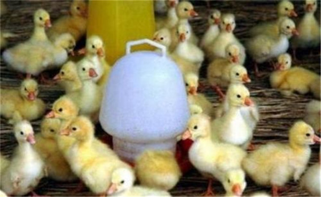 雛鵝的溫度管理方法，雛鵝如何分群及放牧