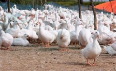 鵝產(chǎn)蛋前期怎么喂?鵝產(chǎn)蛋前期飼養(yǎng)管理方法