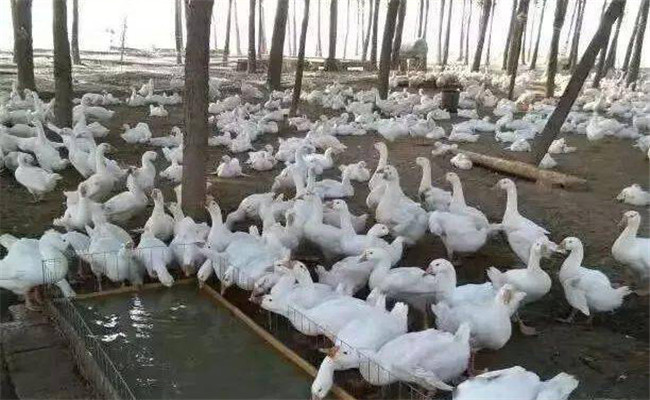 農(nóng)村規(guī)?；B(yǎng)鵝技術(shù)要點