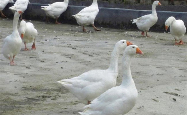 鵝痘病毒感染的臨床癥狀、診斷方法及如何治療