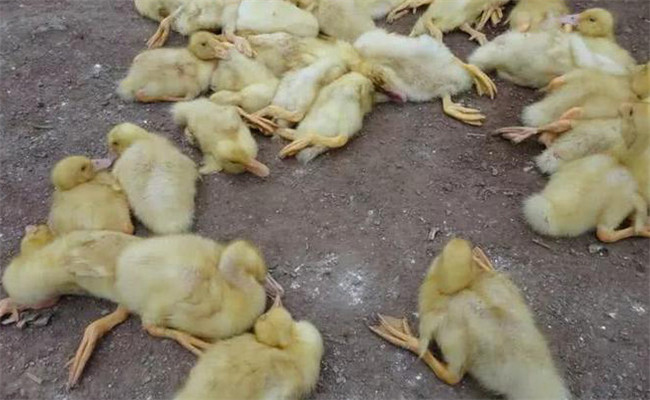 鵝白痢的癥狀、特點與預防治療方法