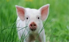 魚、豬如何綜合經(jīng)營