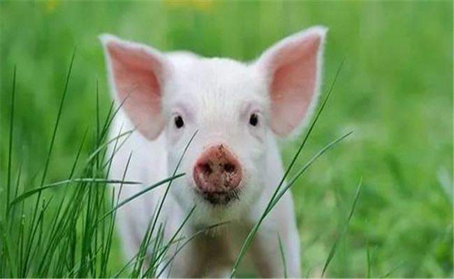 魚、豬如何綜合經(jīng)營