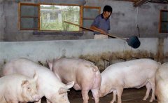 沼液喂豬的好處有哪些，怎樣利用沼液喂豬？