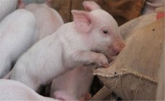 如何提高二元雜交豬的配種率、產(chǎn)仔率？