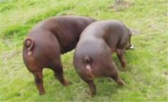 種豬最宜配種的季節(jié)，為什么要集中配種與產(chǎn)仔