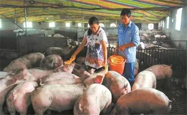 你養(yǎng)豬賺錢嗎，養(yǎng)豬不賺錢原因