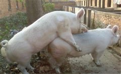 如何科學使用種公豬？公豬配種應注意的事項
