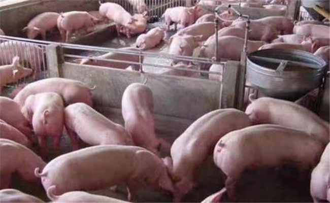 夏季豬群如何減少應(yīng)激，預(yù)防疾病的發(fā)生