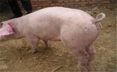 豬中毒怎么辦？幾種豬中毒的急救方法