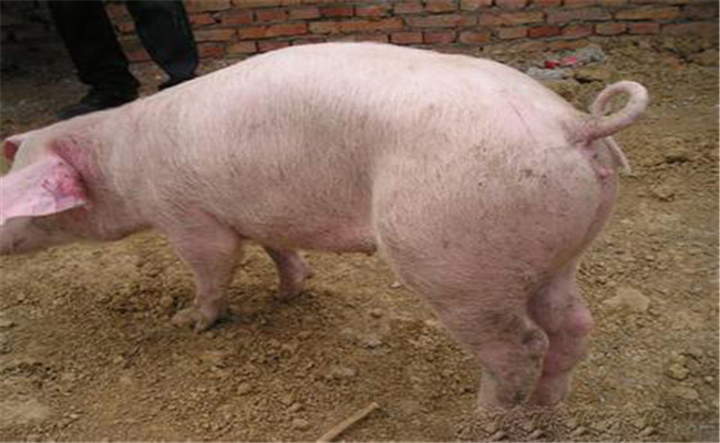 豬中毒怎么辦？幾種豬中毒的急救方法