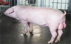 怎樣預(yù)防公豬不爬跨，配種時不爬跨母豬怎么辦