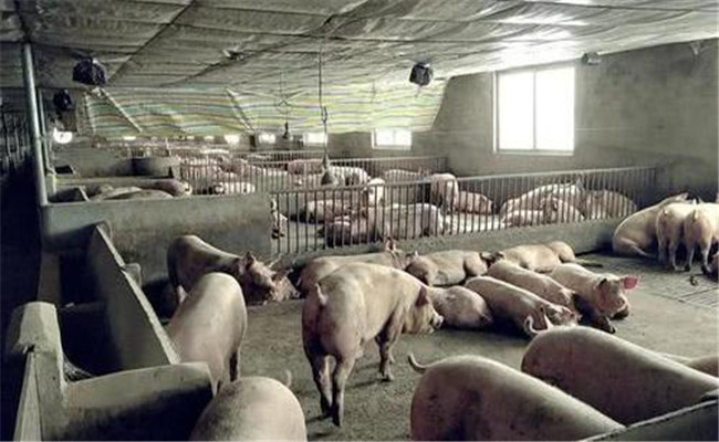 養(yǎng)豬場蒼蠅多怎么辦，怎么消滅和控制蒼蠅