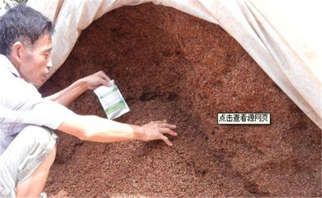 使用酒糟喂豬的具體方法，酒糟喂豬需注意什么