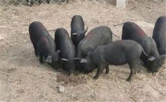 豬的優(yōu)良品種-北京黑豬簡介