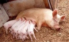 母豬的飼喂要點，分娩豬舍衛(wèi)生管理的三個方面