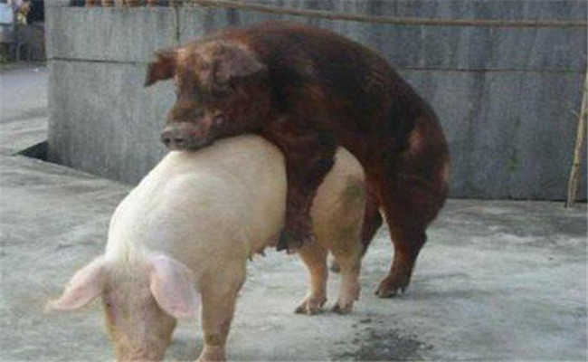 豬的自然交配方法，豬的人工輔助交配要點(diǎn)