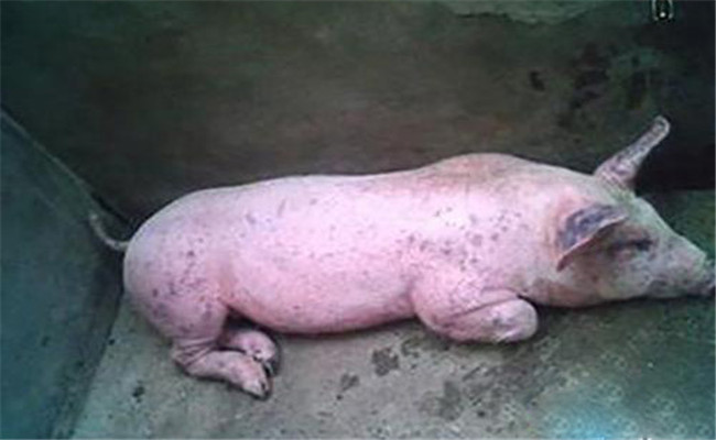 豬濕疹的發(fā)病癥狀