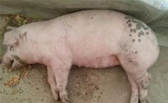 怎樣防治豬李氏桿菌病，本病有哪些癥狀表現(xiàn)？